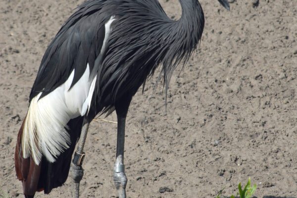 Safari - Bird