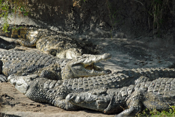 Crocodiles