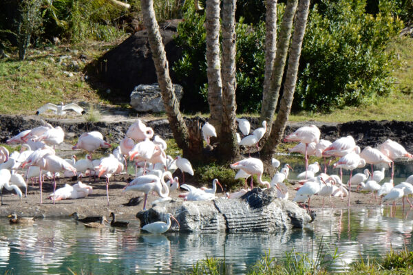 Flamingos on Killamanjaro Safari