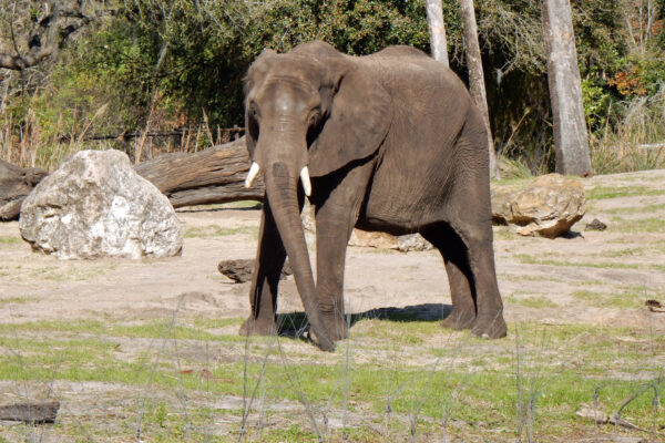 Elephant on Killimanjaro Safari