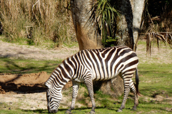 Zebra on Kilimanjaro Safari