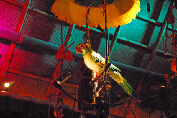 Tiki Bird